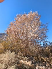 Populus fremontii fremontii