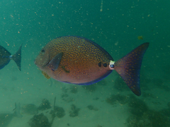 Prionurus maculatus