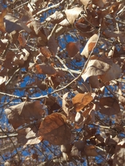 Populus fremontii fremontii