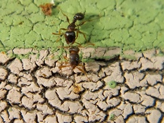 Tetramorium
