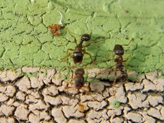 Tetramorium