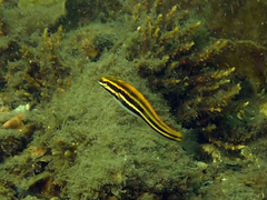 Petroscirtes fallax