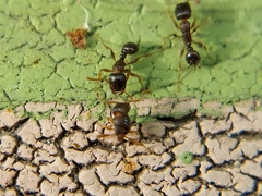 Tetramorium
