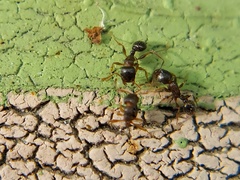 Tetramorium