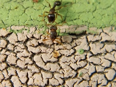 Tetramorium