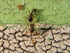 Tetramorium
