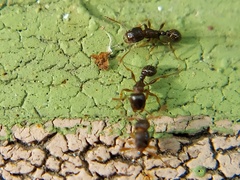Tetramorium