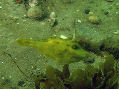 Meuschenia trachylepis