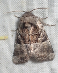 Meropleon ambifusca