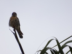 Falco sparverius