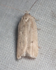 Gonioterma mistrella