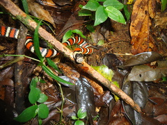 Lampropeltis micropholis