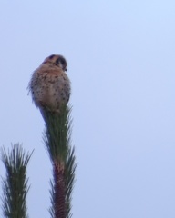 Falco sparverius
