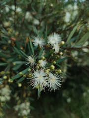 Myrceugenia lanceolata