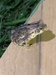 Rhinella