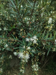 Myrceugenia lanceolata