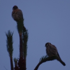 Falco sparverius
