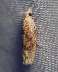 Eucosma ochrocephala