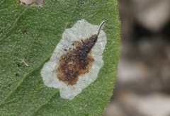 Phyllonorycter manzanita