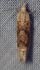 Eucosma ochrocephala