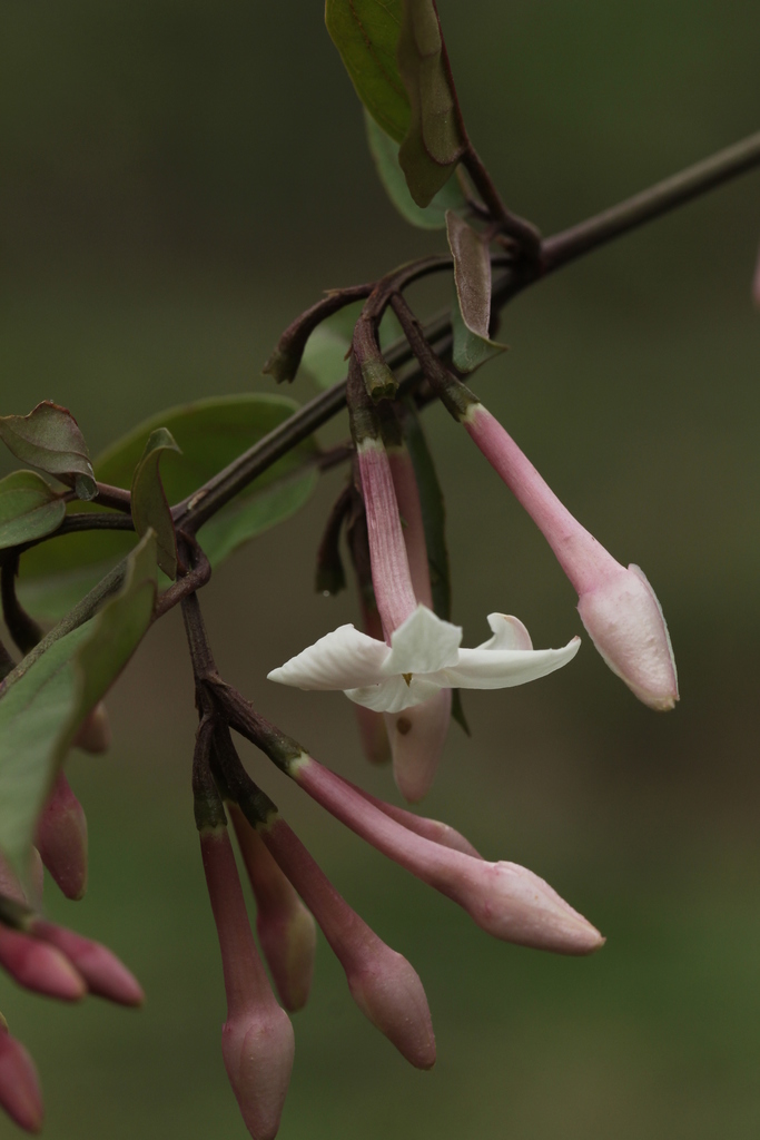 Himalayan jasmine