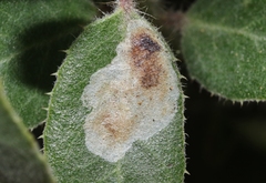 Phyllonorycter manzanita