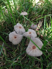 Fungi