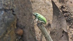 Pantomorus viridisquamosus