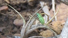 Pantomorus viridisquamosus