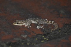 Phyllodactylus lepidopygus