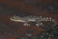 Phyllodactylus lepidopygus