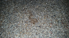 Sistrurus tergeminus