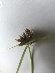 Cyperus sanguinolentus