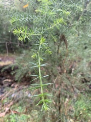 Acacia verticillata verticillata