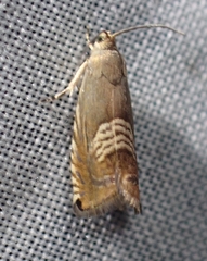 Grapholita tristrigana