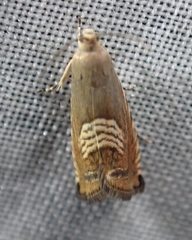 Grapholita tristrigana