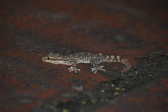 Phyllodactylus lepidopygus