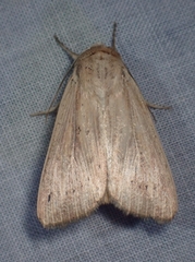 Leucania phragmitidicola