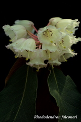Rhododendron falconeri