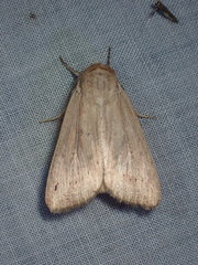 Leucania phragmitidicola