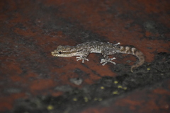 Phyllodactylus lepidopygus