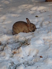 Sylvilagus