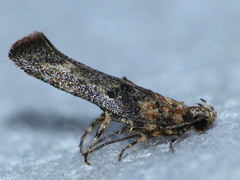 Agnippe biscolorella
