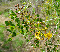 Cenostigma gaumeri