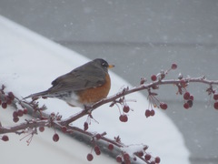 Turdus migratorius