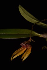 Bulbophyllum retusiusculum