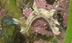 Bornella hermanni
