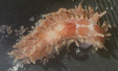 Caldukia affinis