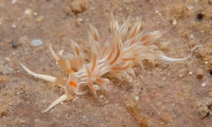 Cratena lineata