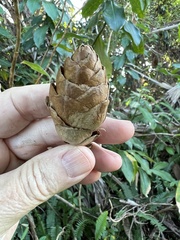 Costus woodsonii